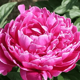 Пион Молочноцветковый Sebastiaan Maas