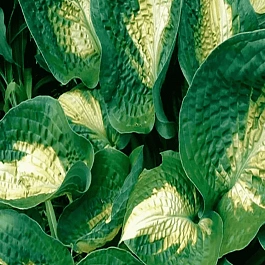 Хоста Alligator Alley