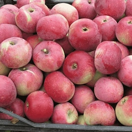 Яблоня Уэлси