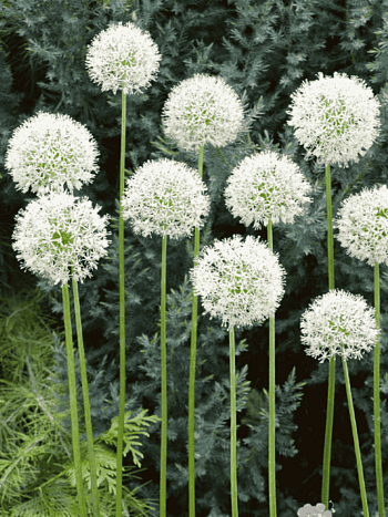 Лук декоративный Mount Everest