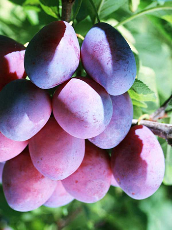 Слива домашняя Ника