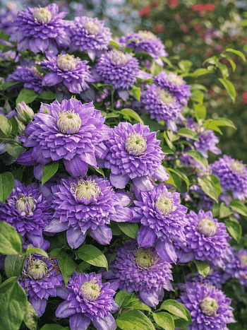 Клематис гибридный Blue Light