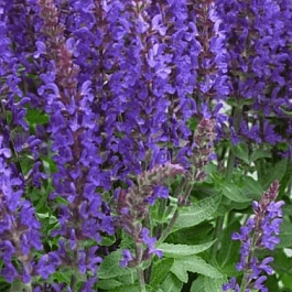 Шалфей дубравный Sensation Compact Violet