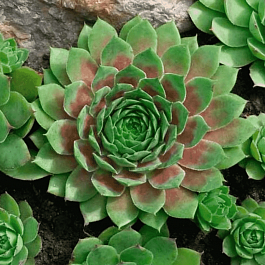 Молодило гибридное Collage