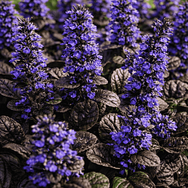 Живучка ползучая Braun Herz