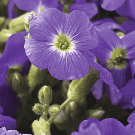 Аубриета Florado Blue Eye