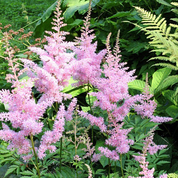 Астильба Арендса Нью Вейв НАБОР 2ШТ (1+1)