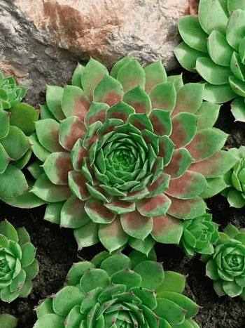 Молодило гибридное Collage