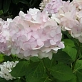 Гортензия крупнолистная Madame Emile Mouillere