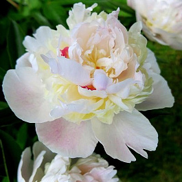 Пион травянистый Мадам Кало