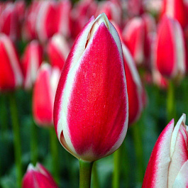 Тюльпан Дарвинов гибрид Кэнди Эппл Дилайт