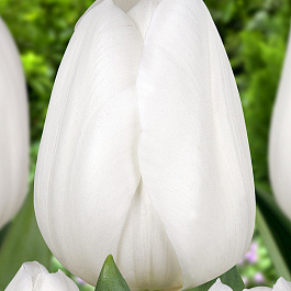 Тюльпан Триумф Ройал Верджин