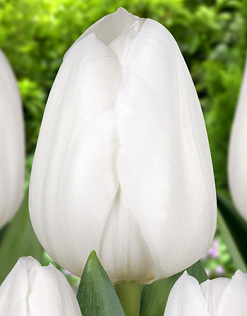 Тюльпан Триумф Ройал Верджин