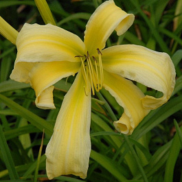 Лилейник гибридный Хевенли Керлз