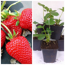 Земляника садовая Эставана НАБОР 5ШТ