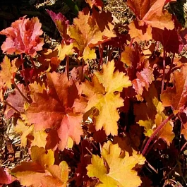 Гейхера Creme Brulee