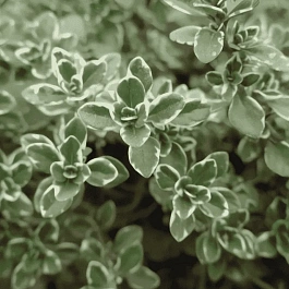 Тимьян лимоннопахнущий Variegated Leaves