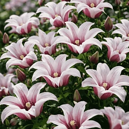 Клематис Princess Kate