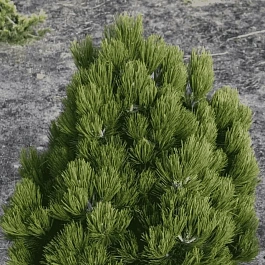 Сосна Гельдрейха Compact Gem