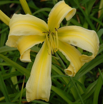 Лилейник гибридный Хевенли Керлз