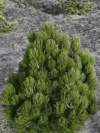 Сосна Гельдрейха Compact Gem