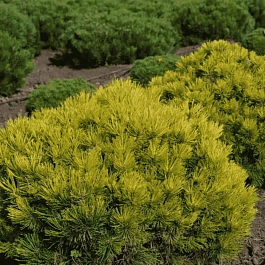 Сосна горная Ophir