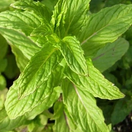 Мята Тимьян