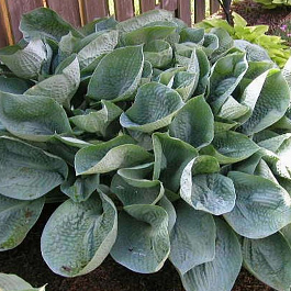 Хоста гибридная Абиква Дринкин Гурд