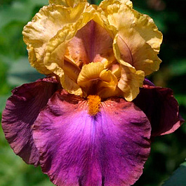 Ирис бородатый Гала Мадрид