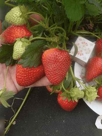 Земляника садовая Сирия