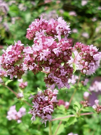 Душица обыкновенная Poncho