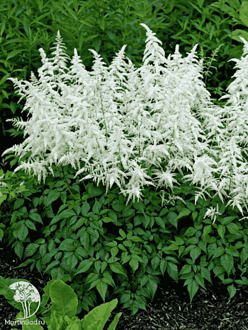 Астильба японская Deutschland