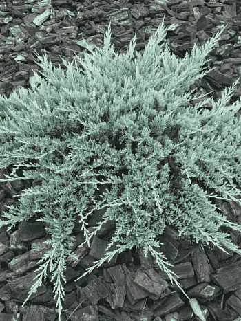 Можжевельник горизонтальный Blue Chip