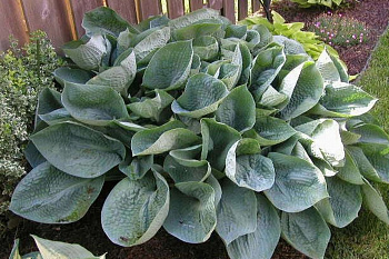 Хоста гибридная Абиква Дринкин Гурд