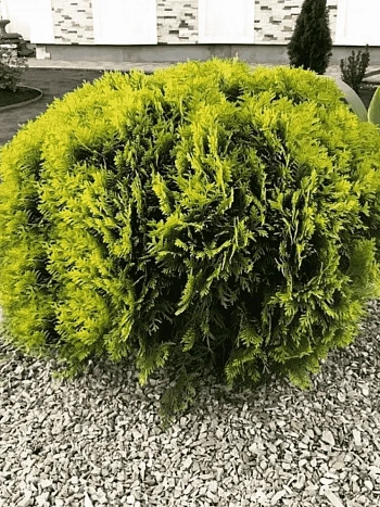 Туя западная Mirjam