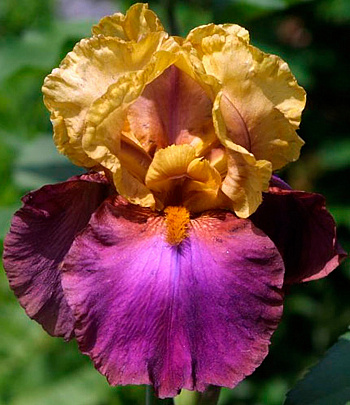 Ирис бородатый Гала Мадрид