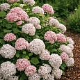 Гортензия древовидная Candybelle Marshmallow