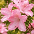 Азалия крупноцветковая Jolie Madame