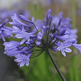 Агапантус Greenfield