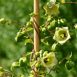 Кодонопсис мелковолосистый