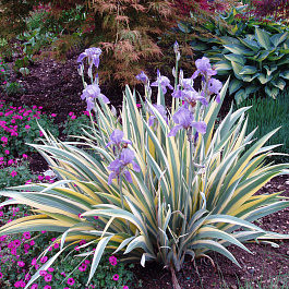 Ирис японский Вариегата