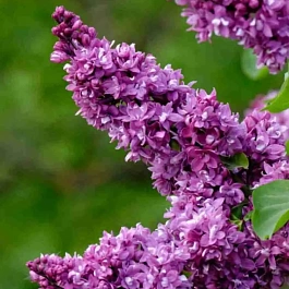 Сирень обыкновенная Огни Донбасса