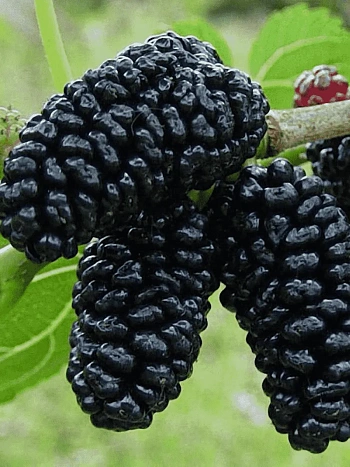 Шелковица черная