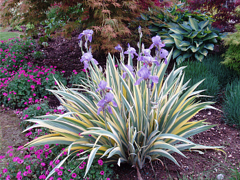 Ирис японский Вариегата Ирис японский Вариегата