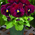 Виола крупноцветковая Маммот Роки Роуз