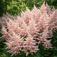 Астильба Power pop