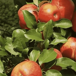 Яблоня Хани Крисп