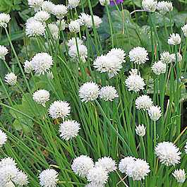 Лук шнитт Вайт Уан