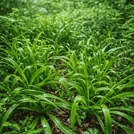 Ожика лесная Starmaker