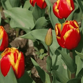 Тюльпан триумф Andre Citroen